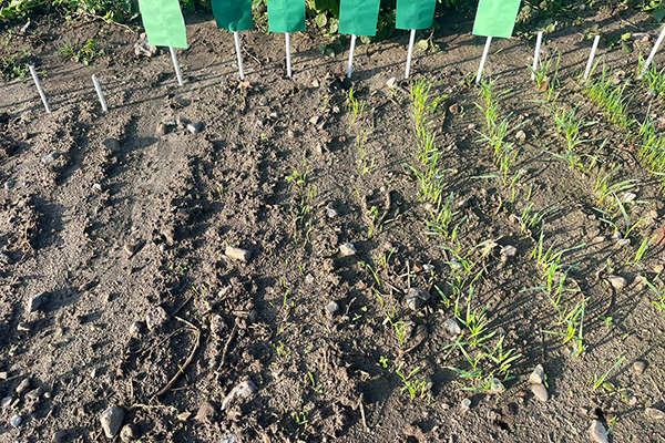 Rækker med hvede i forskellige vækst stadier